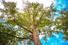 Best Tree Removal  in Hayden, CO