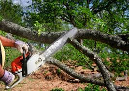 Best Tree and Shrub Care  in Hayden, CO