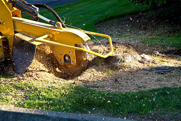  Hayden, CO Tree Services Pros