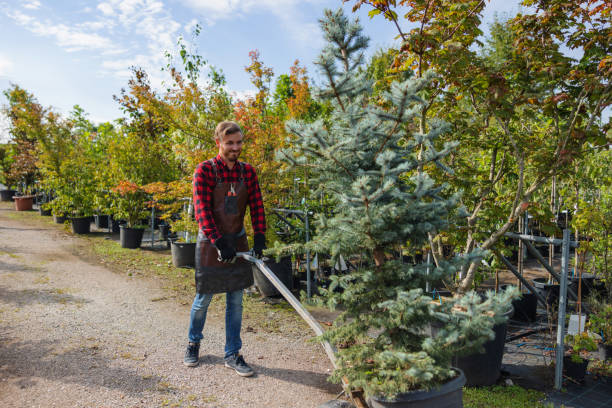 Professional Tree Services in Hayden, CO