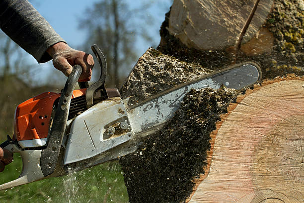 How Our Tree Care Process Works  in Hayden, CO